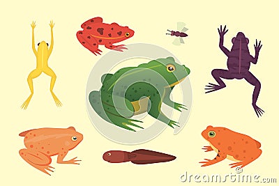 PrintExotic amphibian set. Frogs in different styles Cartoon Vector Illustration isolated. tropical animals Vector Illustration