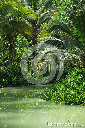 Exotic Asian forest Stock Photo