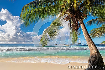 Palm tree on tropical beach in paradise island Stock Photo