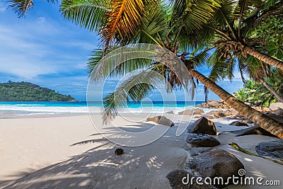 Exotic beach with Coconut palms Stock Photo
