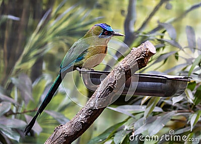 Exotic Beauty of the Amazonian Motmot: Rare Sighting of Momotus momota in the Amazon Stock Photo