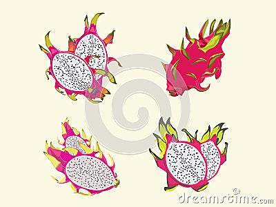 Exotic Beauty - Illustration of a Dragon Fruit
