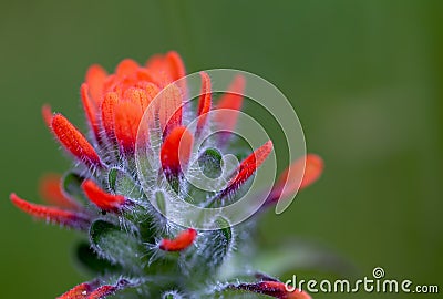 Exotic beauty of a scarlet Indian paintbrush flower Stock Photo