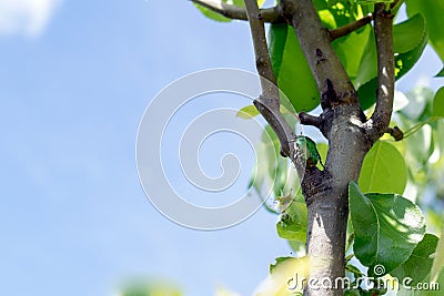 Exotic beetle bronzovka wild insect in a watercolor style isolated on the branch. Stock Photo