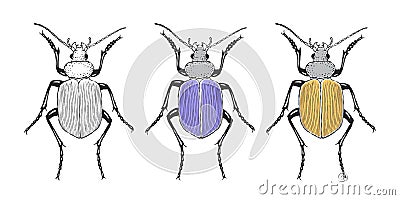 Exotic beetles. Hand drawn sketched Beetle. Doodle beetles. Vector illustration Cartoon Illustration