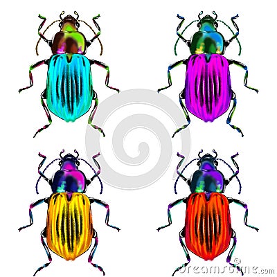 Exotic beetles wild insect on a white backgroud. Stock Photo