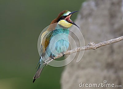 Exotic bird Stock Photo