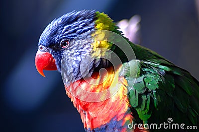 Exotic Bird 4 Stock Photo