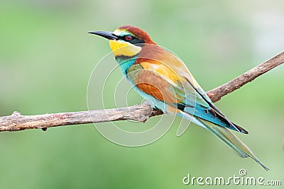 Exotic bird with beautiful beautiful feathers in spring Stock Photo