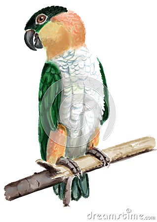 Exotic bird Black-headed parrot. Cartoon Illustration