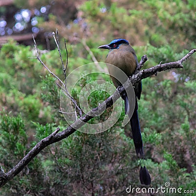 Exotic bird on branch Stock Photo