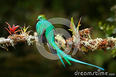 Exotic bird with long tail. Resplendent Quetzal, Pharomachrus mocinno, magnificent sacred green bird from Savegre in Costa Rica. R Stock Photo