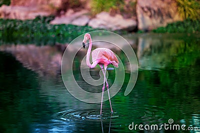 Exotic bird pink flamingo walking in the water in the green pond on sunset Stock Photo