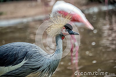 The exotic bird of the savannas of East Africa Stock Photo