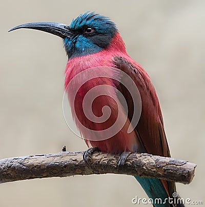 Exotic bird - Southern carmine bee-eater Stock Photo