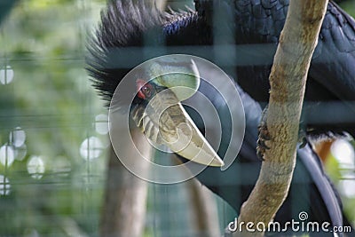 Exotic bird toucan sitting on a tree Stock Photo