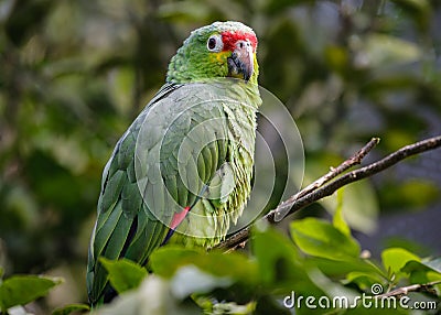 Red-Lored Amazon Parrot in a Costa Rica Tropical Rainforest. Stock Photo