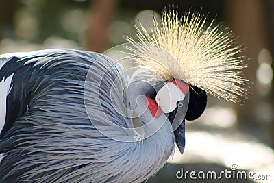 Exotic birds with beautiful feathers Stock Photo