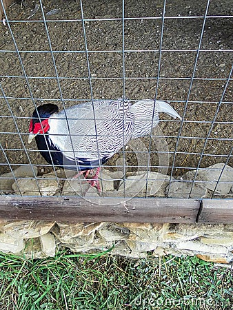 Exotic birds in a Russian zoo. Stock Photo