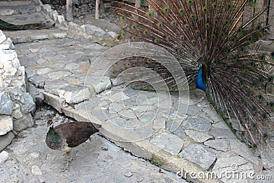 Exotic birds in the zoo. The mating dance of peacocks. Stock Photo