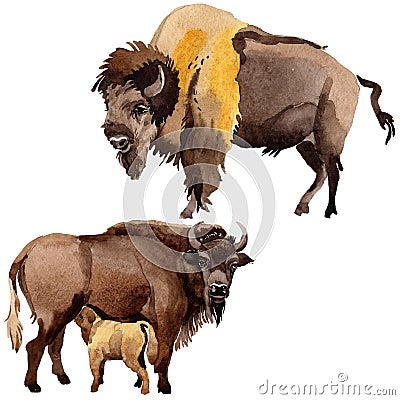 Exotic bison wild animal in a watercolor style isolated. Stock Photo