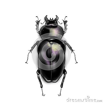 Exotic beetles wild insect on a white backgroud. Stock Photo