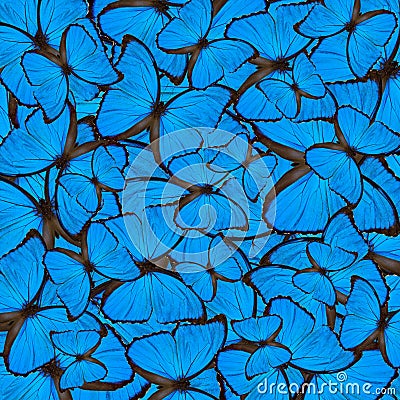 Exotic blue background made of Blue Morpho butterfly`s wing text Stock Photo