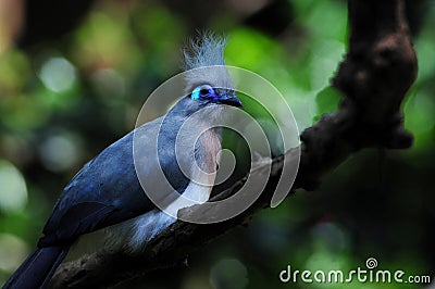 Exotic blue bird Stock Photo