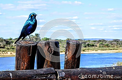 Exotic Blue bird Stock Photo