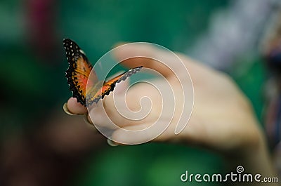 Exotic butterflies Stock Photo