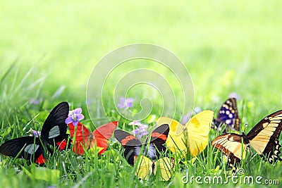 Exotic Butterflies Framing Green Grass Background Stock Photo