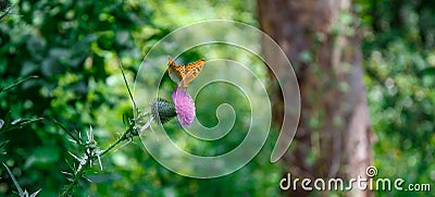 Exotic butterfly. Stock Photo