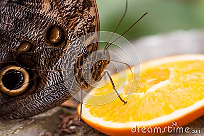 Exotic butterfly species photographed inside a tropical garden Stock Photo