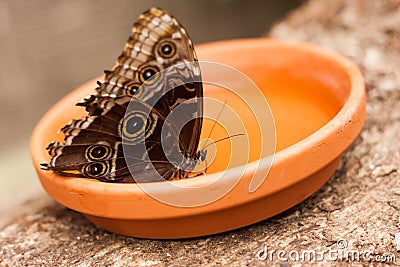 Exotic butterfly species photographed inside a tropical garden Stock Photo