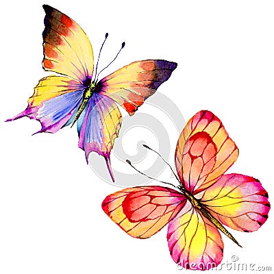 Exotic butterfly wild insect in a watercolor style isolated. Stock Photo