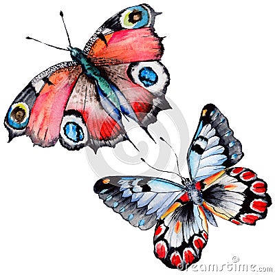 Exotic butterfly wild insect in a watercolor style isolated. Stock Photo