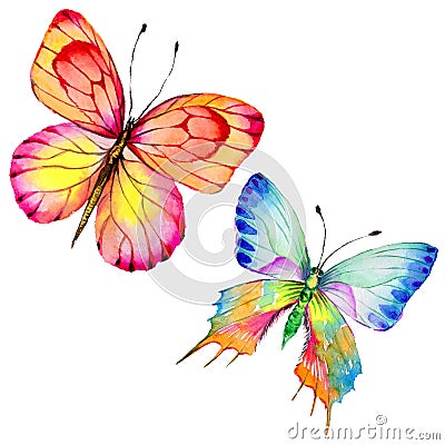 Exotic butterfly wild insect in a watercolor style isolated. Stock Photo