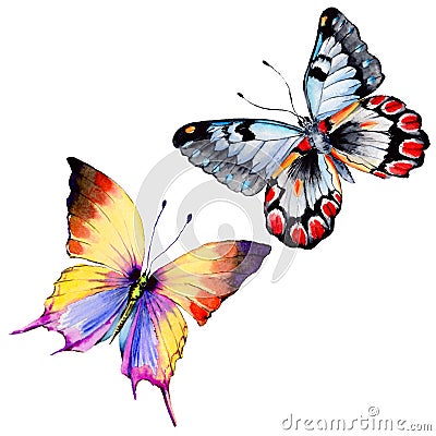 Exotic butterfly wild insect in a watercolor style isolated. Stock Photo