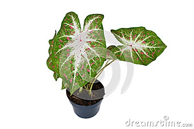 Exotic Caladium Hearts Desire houseplant with bright red leaves in pot Stock Photo