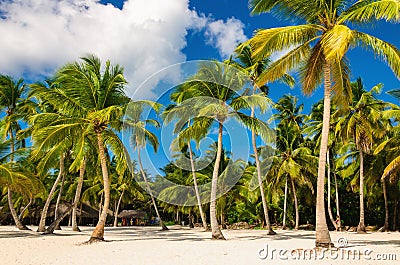 Exotic Caribbean beach full of beautiful palm trees, Dominican Republic Stock Photo