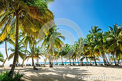 Exotic Caribbean beach full of beautiful palm trees, Dominican Republic Stock Photo