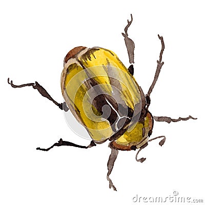 Exotic cetoniinae wild insect in a vector style isolated. Vector Illustration