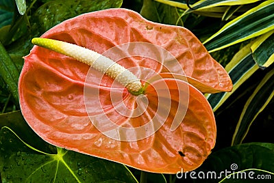 Exotic colorful floral bloom Stock Photo