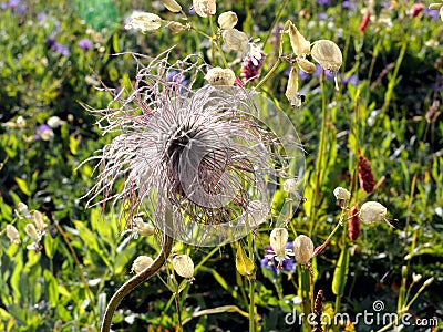 Exotic dandelion-like flower amid a highland meadow Stock Photo