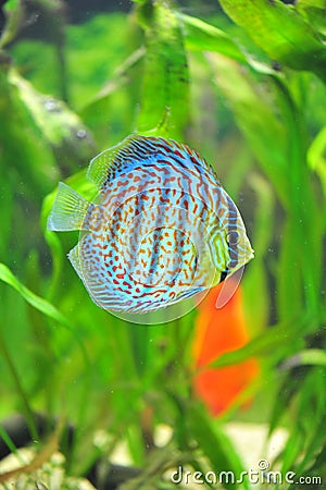 Exotic discus fish Stock Photo