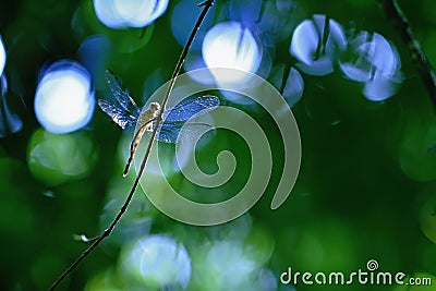 Exotic dragonfly sitting on plant in tropical rain forest in Costa Rica, exotic adventure, dragonfly resting in jungle Stock Photo