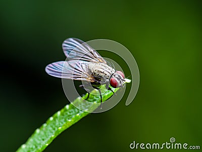 Exotic Drosophila Fruit Fly Diptera Insect on Green Grass Stock Photo