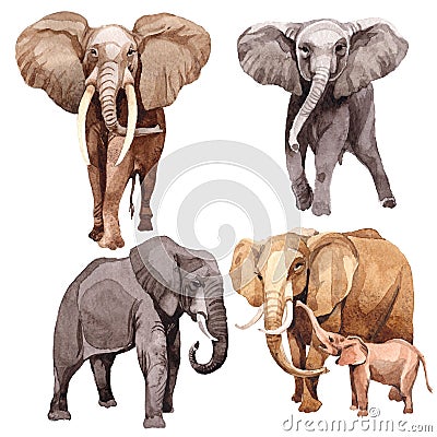 Exotic elephant wild animal in a watercolor style isolated. Stock Photo