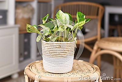 Exotic `Epipremnum Aureum Manjula` pothos houseplant Stock Photo