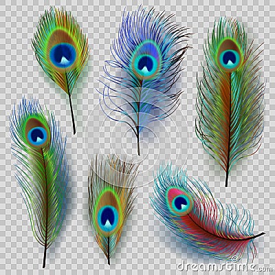 Exotic feathers. Beautiful realistic peacock colored birds decent vector feathers illustrations Vector Illustration